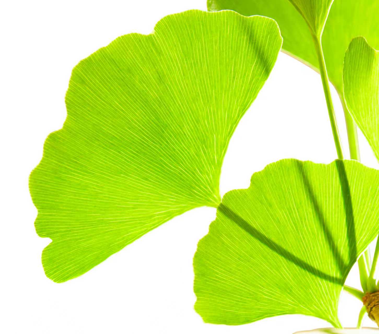 Herbal Extracts & Functional Food Ingredients